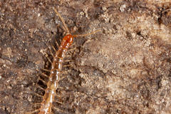Lithobius microps