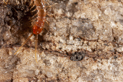 Lithobius microps