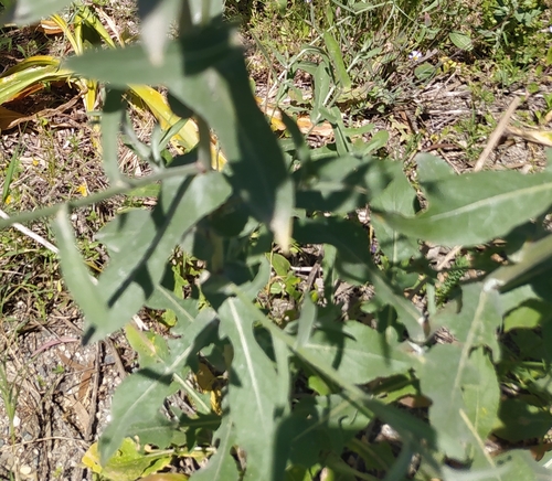 Centaurea sicula