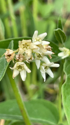 Vincetoxicum hirundinaria