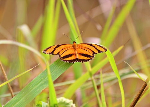 Banded Orange Heliconian