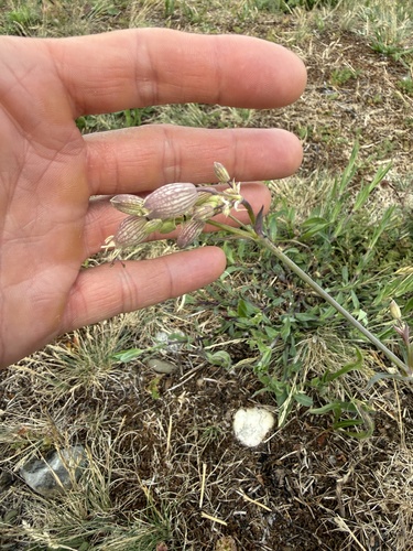 bladder campion