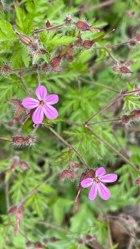 Geranium robertianum