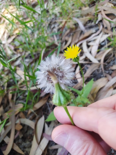 False Hawkbit