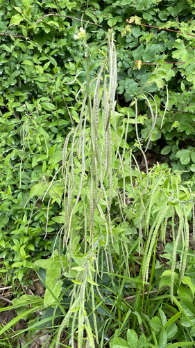 Pseudoturritis turrita