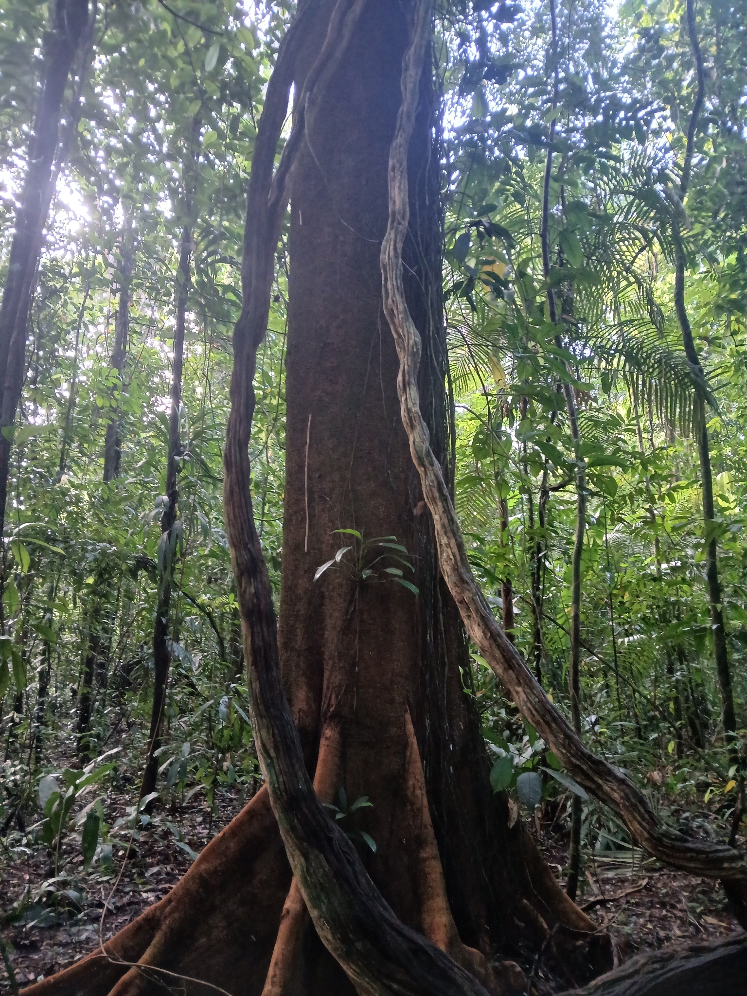 Ceiba samauma (Mart.) K.Schum.