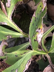 Microsphaeropsis hellebori