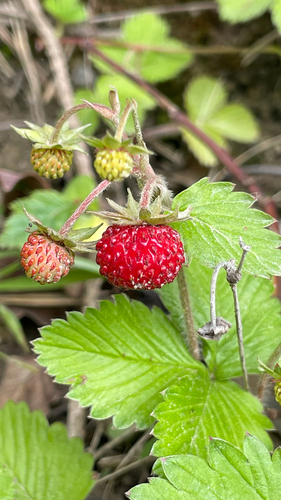 Fragaria vesca