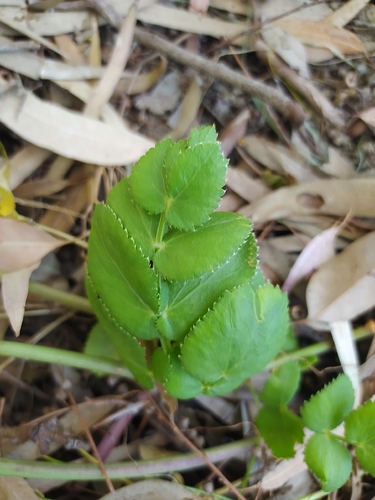 Kundmannia sicula