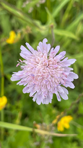 Knautia arvensis