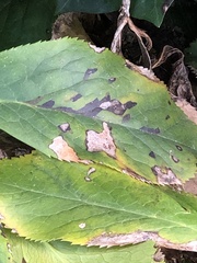 Microsphaeropsis hellebori