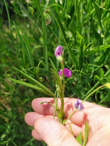 Hairy Vetchling