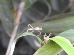 Marcius longirostris