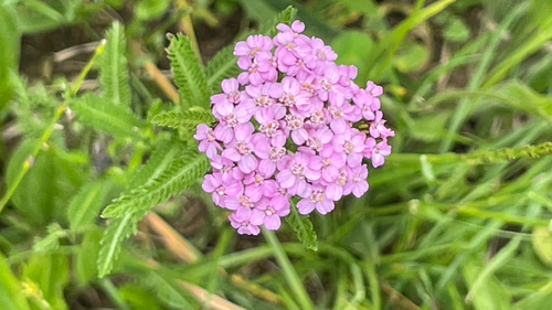 Achillea roseoalba