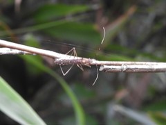 Marcius longirostris