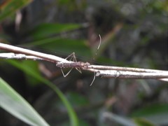 Marcius longirostris