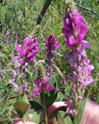 Sulla flexuosa