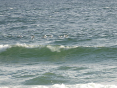 Larus brachyrhynchus