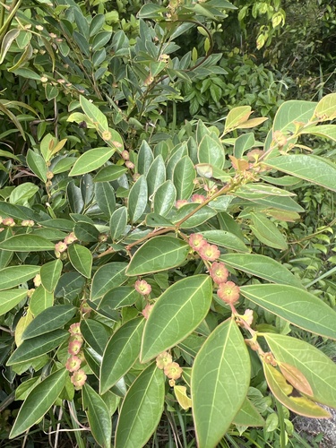 Breynia fruticosa, 2026-05-02