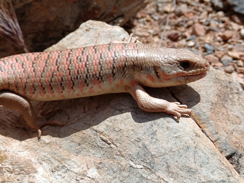 Algerian Skink