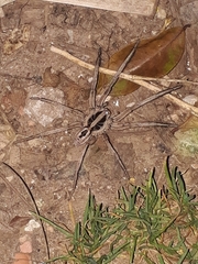Lycosidae