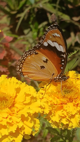 Danaid Eggfly