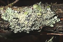 Austroparmelina pseudorelicina