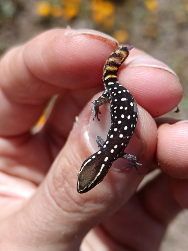 El Mouden Gecko