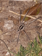 Lycosidae