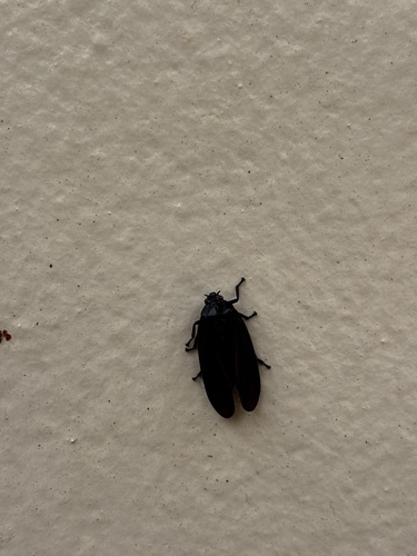 Tomaspis furcata