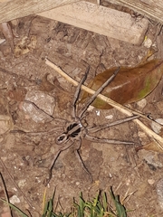 Lycosidae