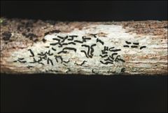 Halegrapha mucronata