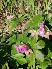 Geranium macrorrhizum