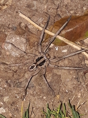 Lycosidae