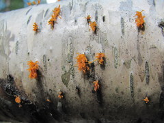 Cytospora chrysosperma