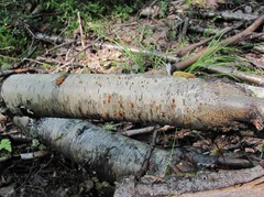 Cytospora chrysosperma