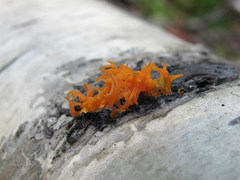 Cytospora chrysosperma