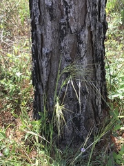 Piptochaetium avenaceum