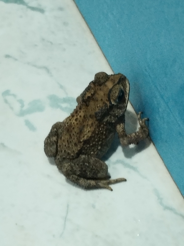 Asian Common Toad