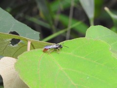 Psenulus gibbus