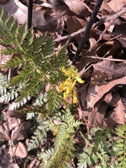 Corydalis cheilanthifolia
