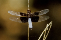 Thermorthemis madagascariensis