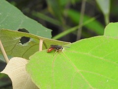 Psenulus gibbus