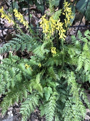 Corydalis cheilanthifolia