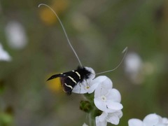 Adela trigrapha