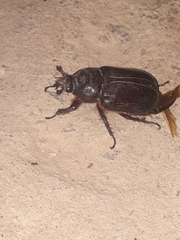 Coleoptera