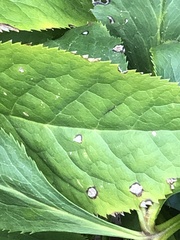 Microsphaeropsis hellebori