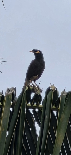 Common Myna