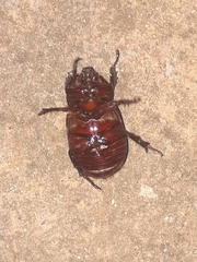 Coleoptera