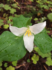 Trillium ovatum ovatum